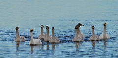 David Plant Photography - Wildlife Photographer - Whooper swan family - AI